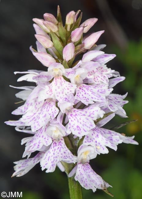 Dactylorhiza ericetorum