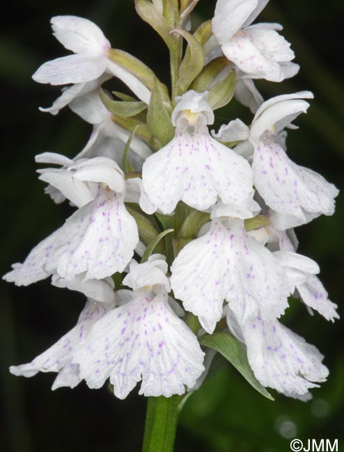 Dactylorhiza ericetorum