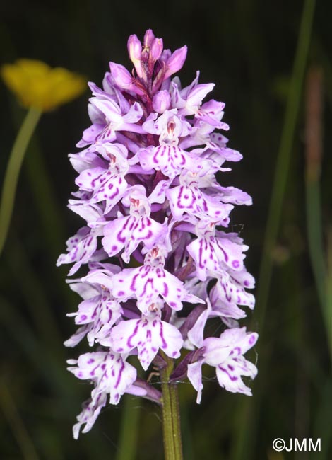 Dactylorhiza fuchsii