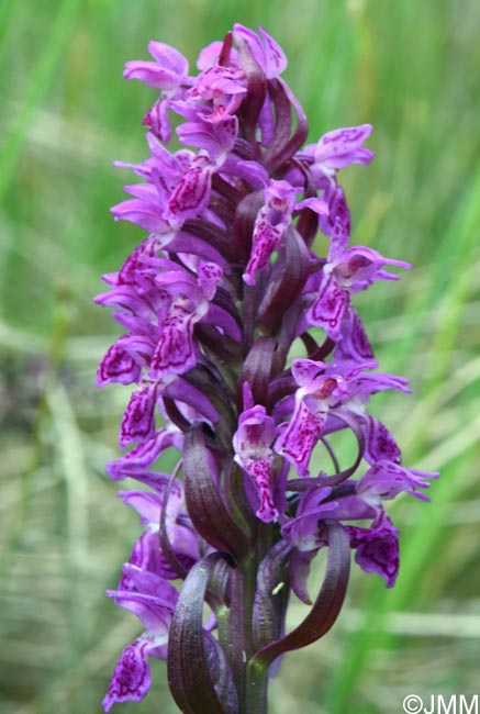 Dactylorhiza incarnata var. haematodes