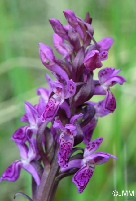 Dactylorhiza incarnata var. haematodes