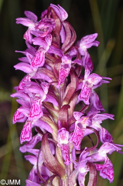 Dactylorhiza incarnata var. haematodes