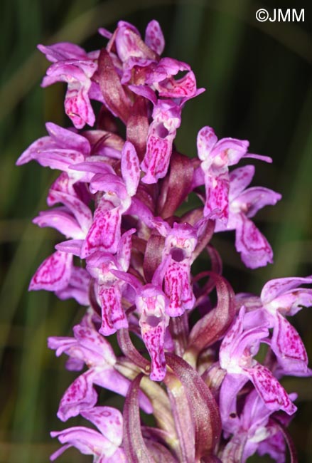 Dactylorhiza incarnata var. haematodes