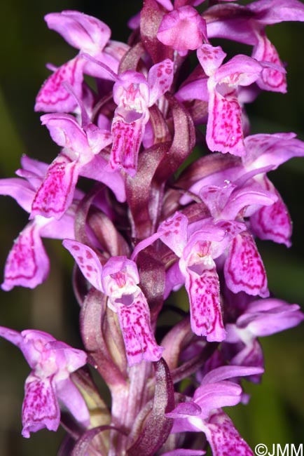 Dactylorhiza incarnata var. haematodes