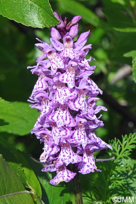 Dactylorhiza kolaensis