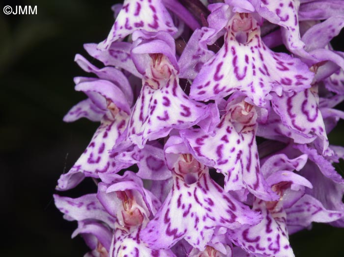 Dactylorhiza kolaensis