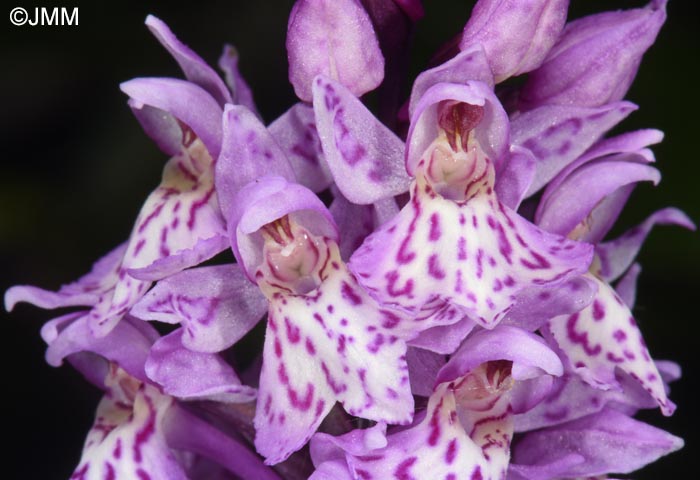 Dactylorhiza kolaensis
