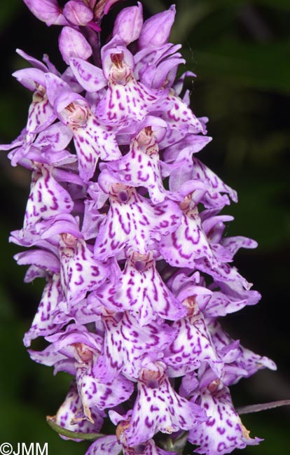 Dactylorhiza kolaensis