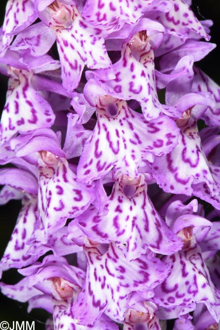 Dactylorhiza kolaensis