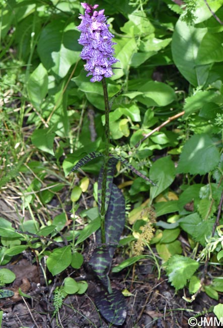 Dactylorhiza kolaensis