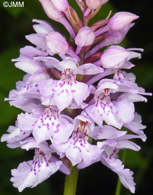 Dactylorhiza maculata