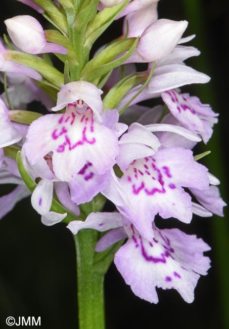 Dactylorhiza maculata