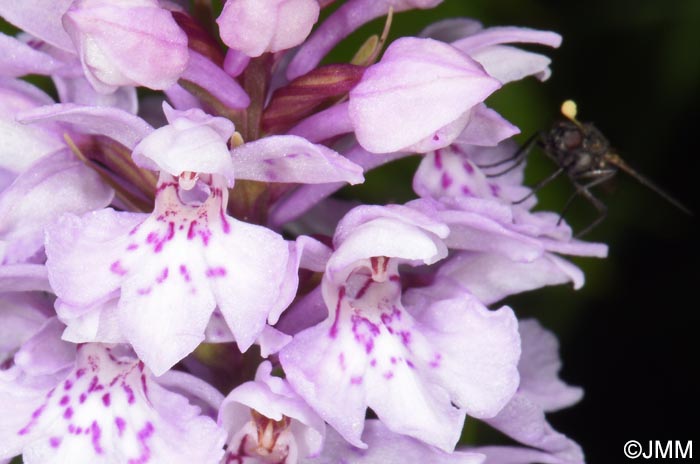 Dactylorhiza maculata