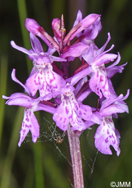 Dactylorhiza psychophila