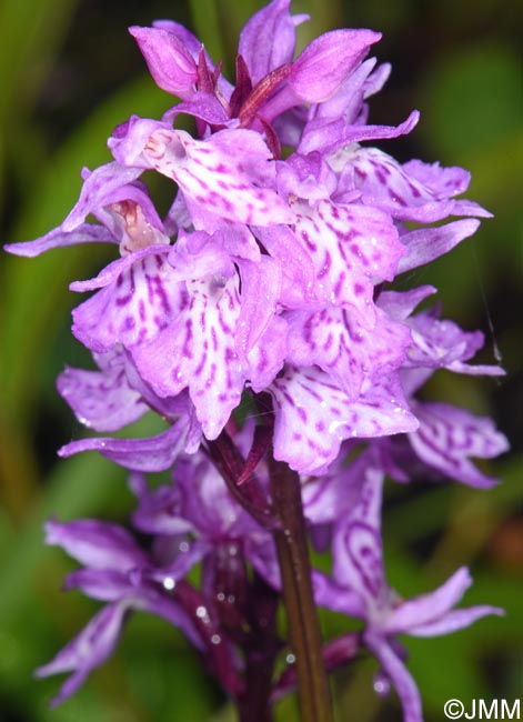 Dactylorhiza psychophila