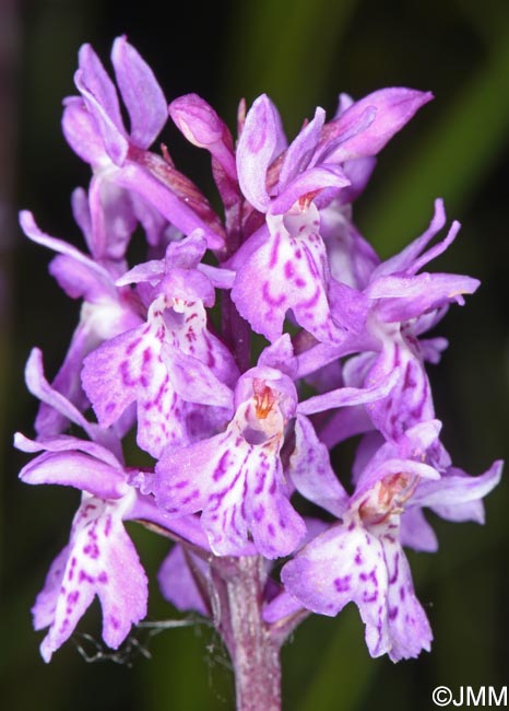 Dactylorhiza psychophila