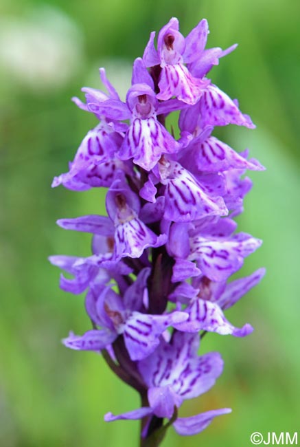 Dactylorhiza psychophila