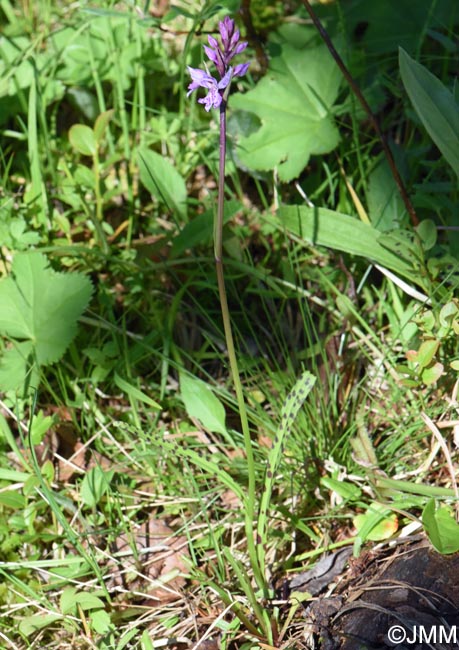 Dactylorhiza psychophila