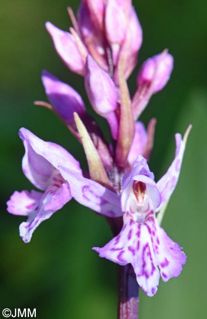 Dactylorhiza psychophila