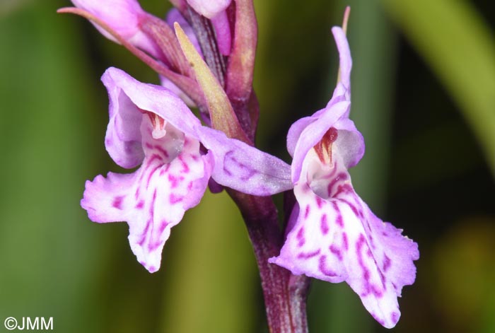Dactylorhiza psychophila