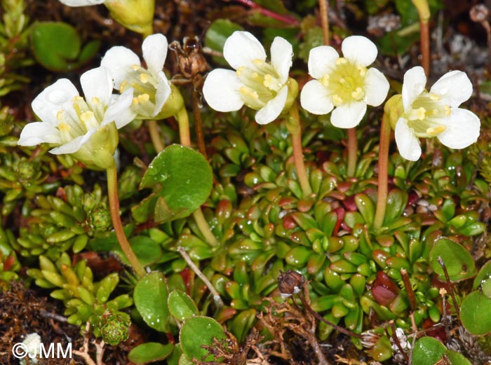 Diapensia lapponica