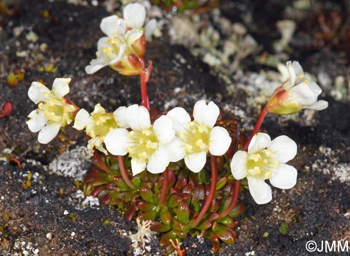 Diapensia lapponica