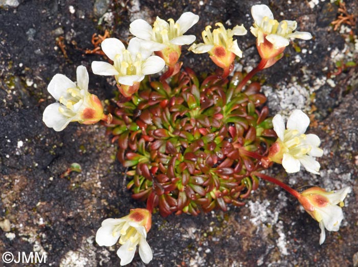 Diapensia lapponica