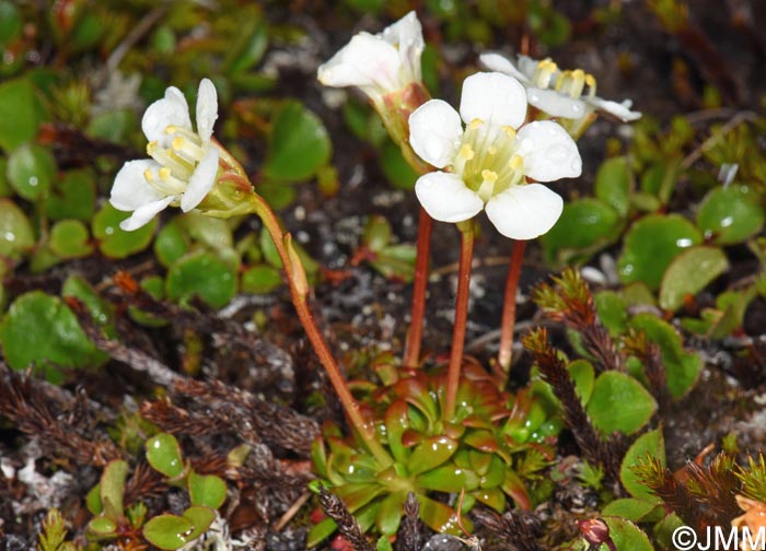 Diapensia lapponica