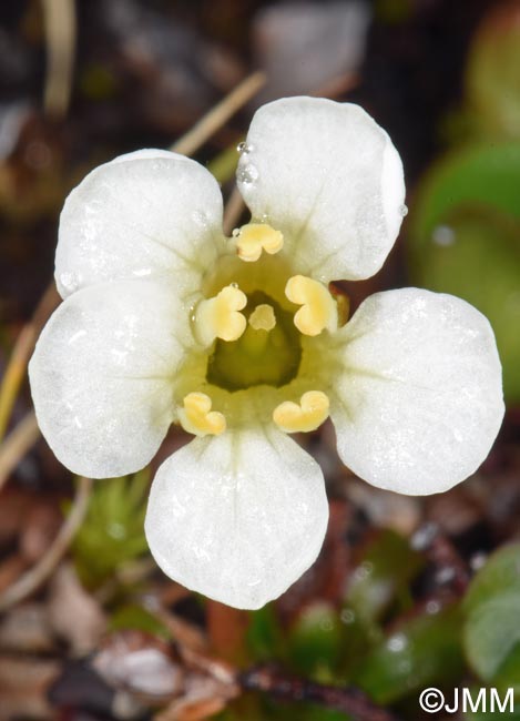 Diapensia lapponica