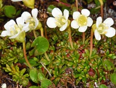 Diapensia lapponica