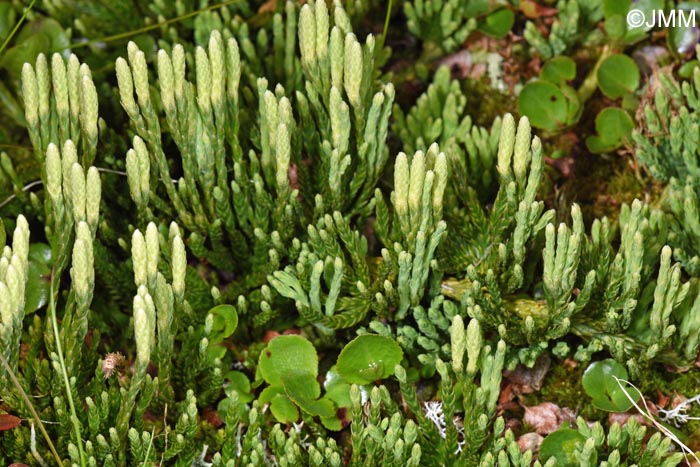 Diphasiastrum alpinum