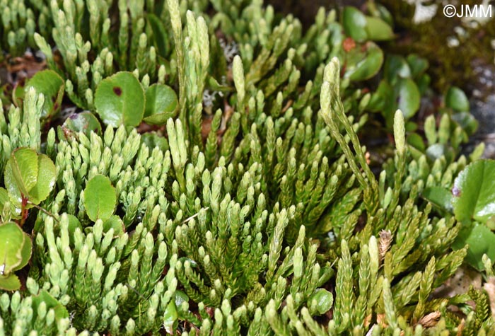 Diphasiastrum alpinum