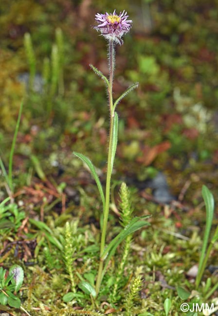Erigeron borealis