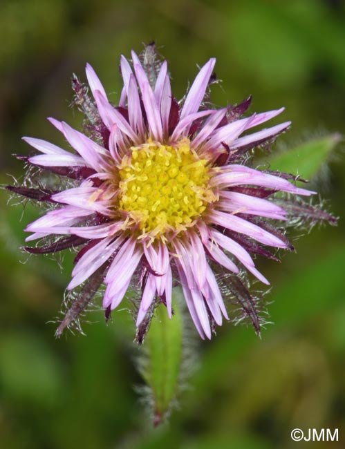 Erigeron borealis