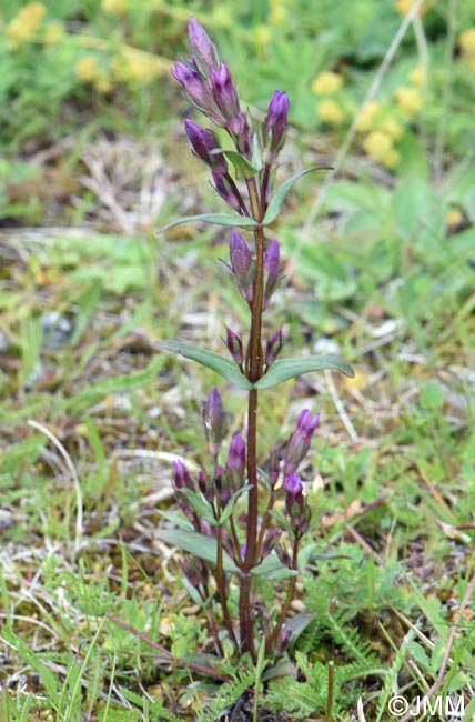 Gentianella amarella