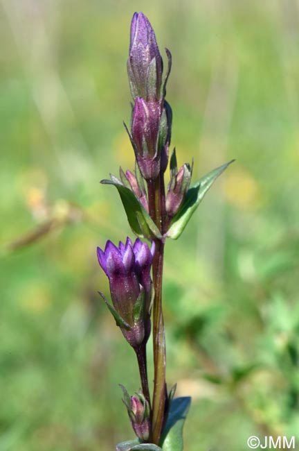 Gentianella amarella
