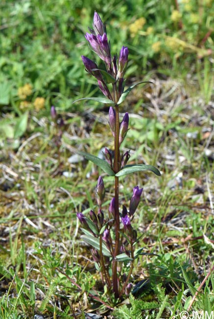 Gentianella amarella