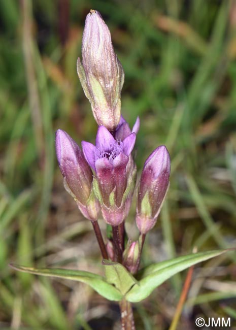 Gentianella amarella