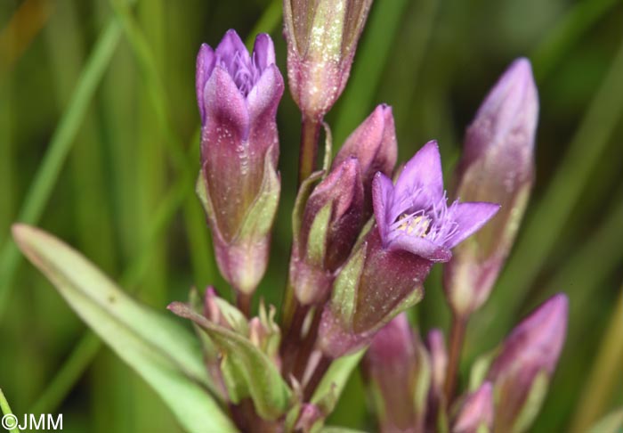 Gentianella amarella