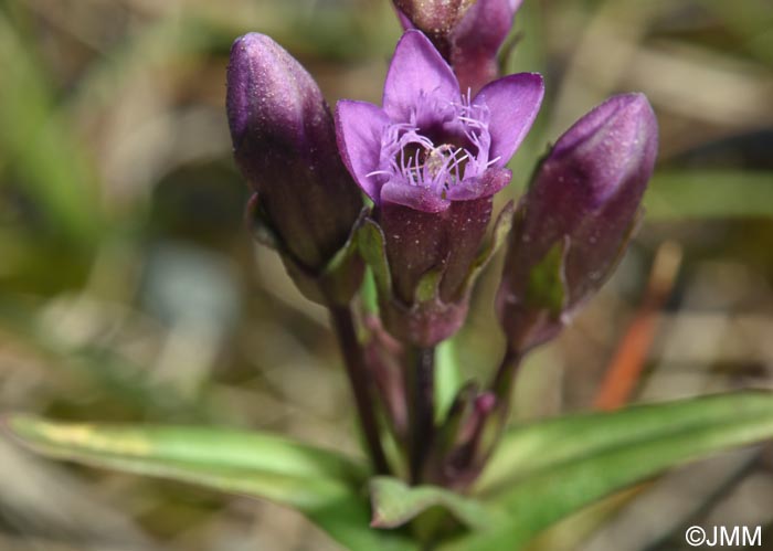 Gentianella amarella