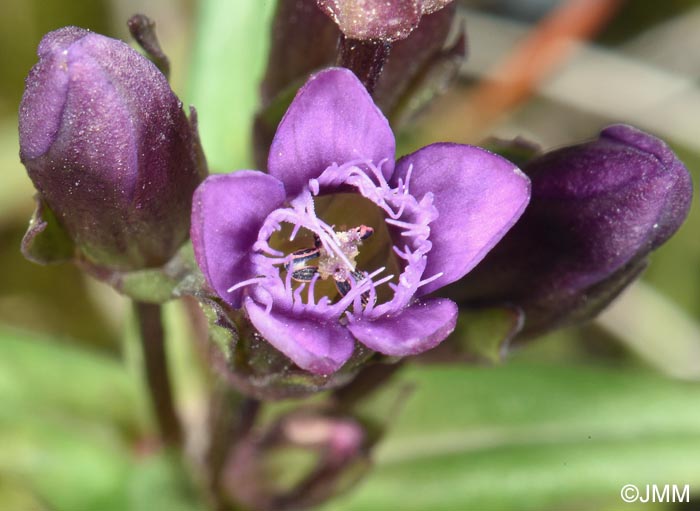 Gentianella amarella