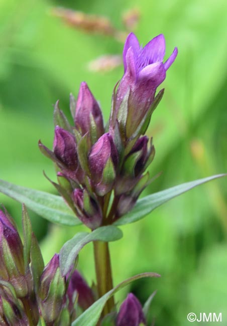 Gentianella amarella
