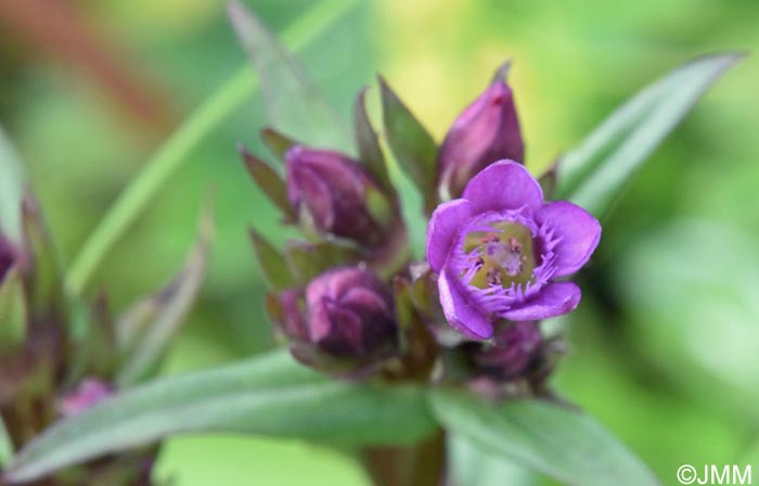 Gentianella amarella