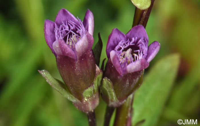 Gentianella amarella