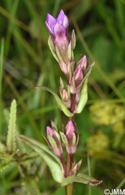 Gentianella amarella