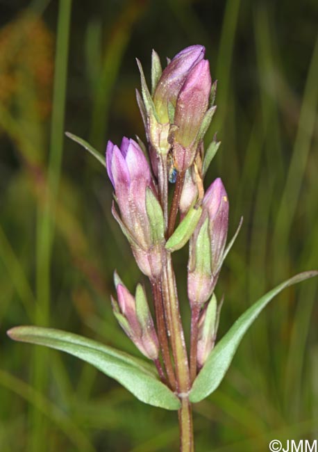 Gentianella amarella