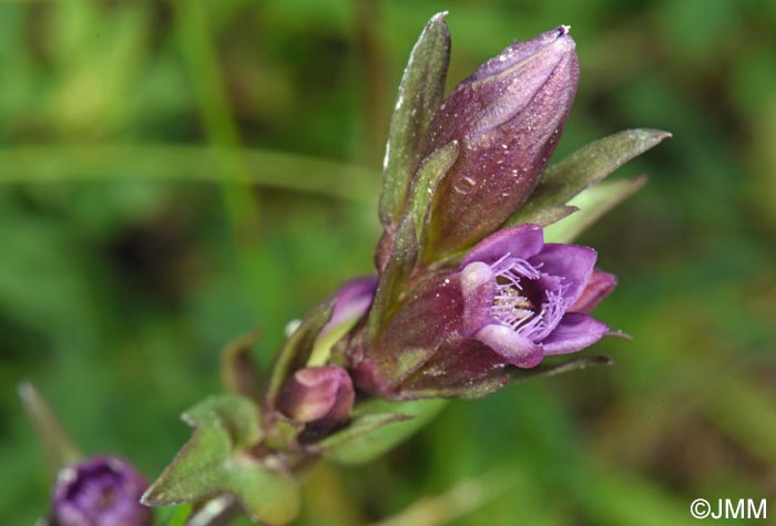Gentianella amarella