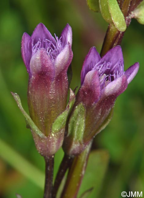 Gentianella amarella