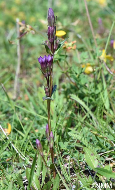 Gentianella amarella