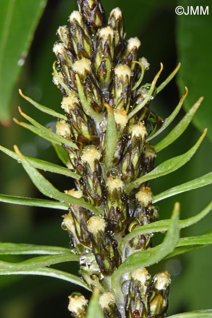 Gnaphalium norvegicum = Omalotheca norvegica